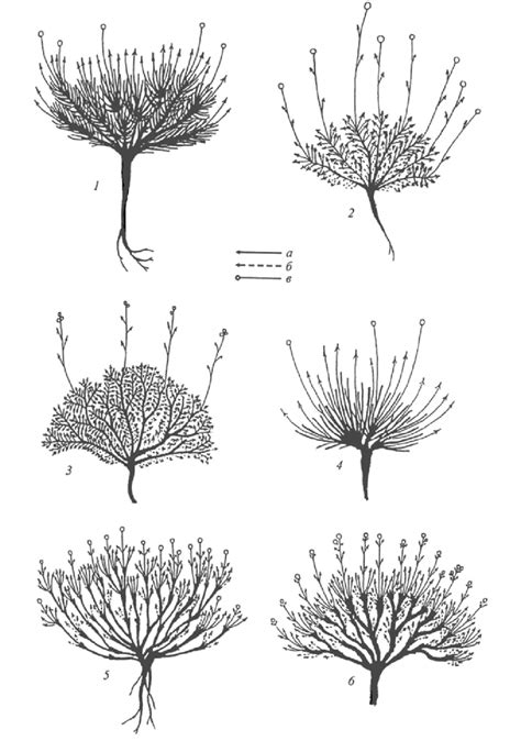 Morphological types of cushion plants of South-Eastern Altai: 1 ...