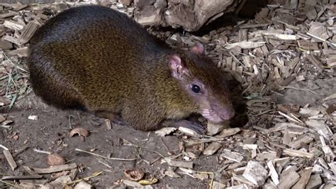 Azara's agouti Dasyprocta azarae is a South American agouti species ...