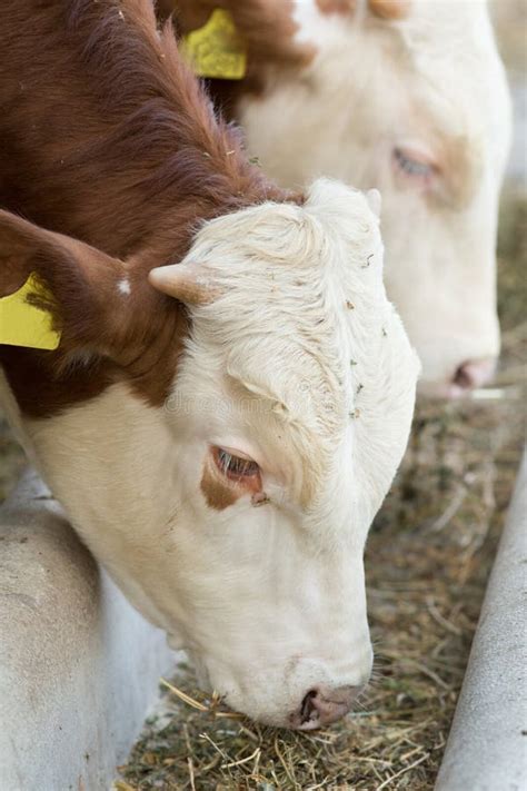 Cows eating hay stock image. Image of alfalfa, bovine - 39247763