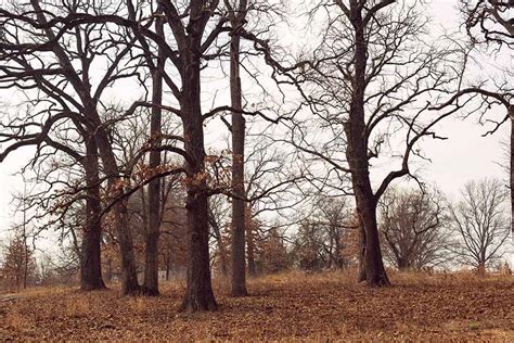 The Post Oaks | Lost Texas Roads