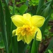 Narcissus 'Golden Ducat' Daffodil Double daffodil Double Care Plant ...