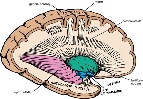 Basal Ganglia