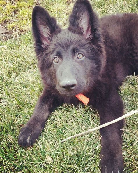 All black German Shepherd puppy | Black german shepherd puppies, Shepherd puppies, German ...