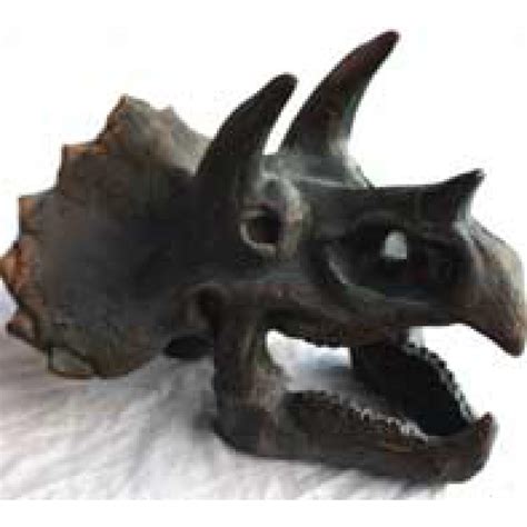 Triceratops Skull