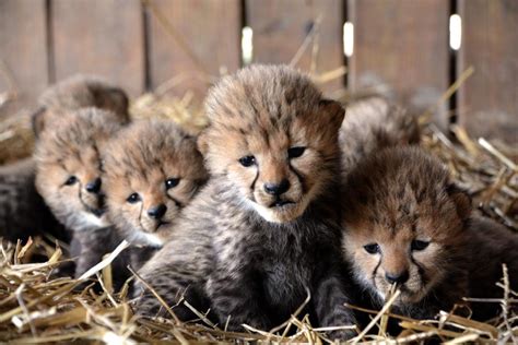 7 baby cheetahs born at Metro Richmond Zoo | Entertainment | richmond.com