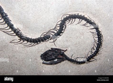 Fossil Boa Snake, Boavus idelmani, Fossil Butte National Monument, Wyoming, USA Stock Photo - Alamy