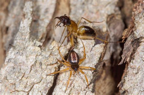 How the Australian ant-slayer spider captures ants