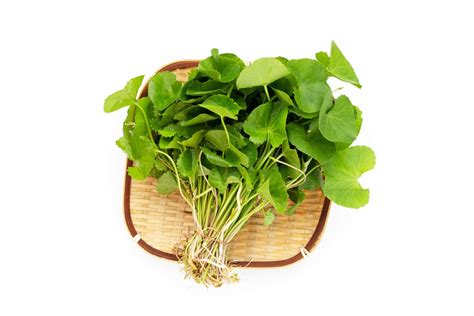 Centella Asiatica Extract - Support Skin Health Naturally - Naturmed Scientific