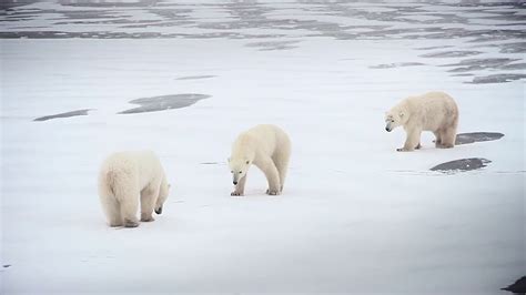 Tundra Buggy Lodge - YouTube