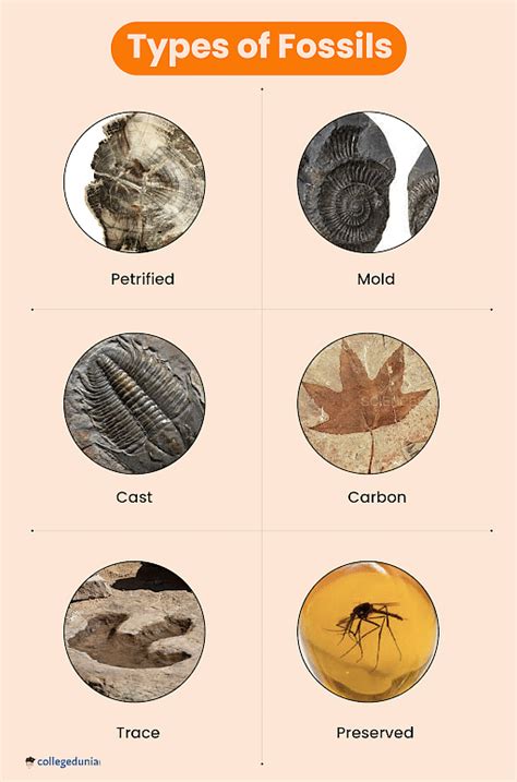 Types of Fossils: Classification and Fossilization