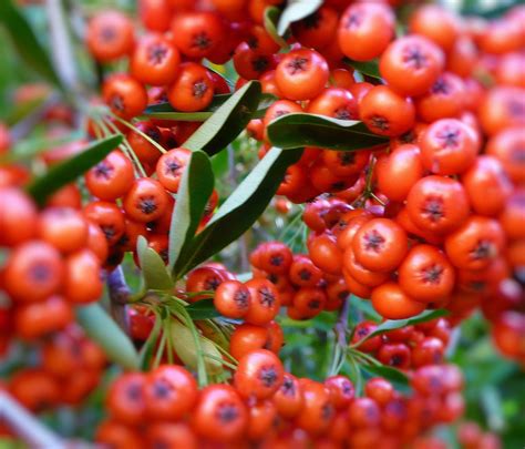 Free picture: pyracantha, berries, plant