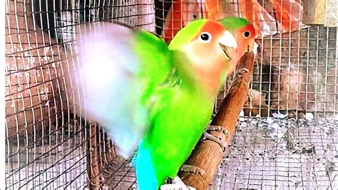 love birds sounds - YouTube