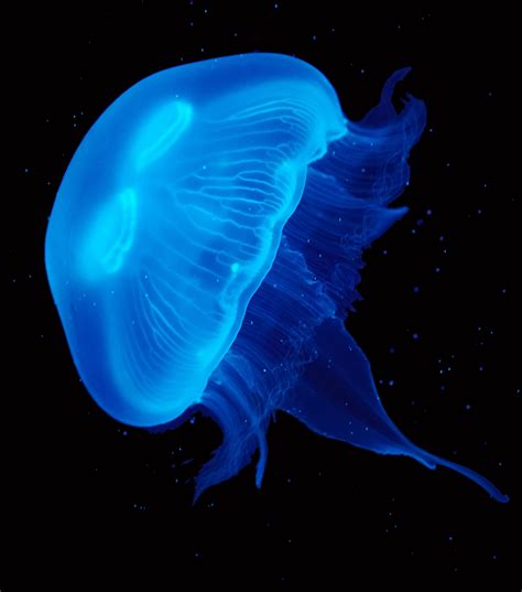 Related image | Blue jellyfish, Pet jellyfish, Jellyfish art