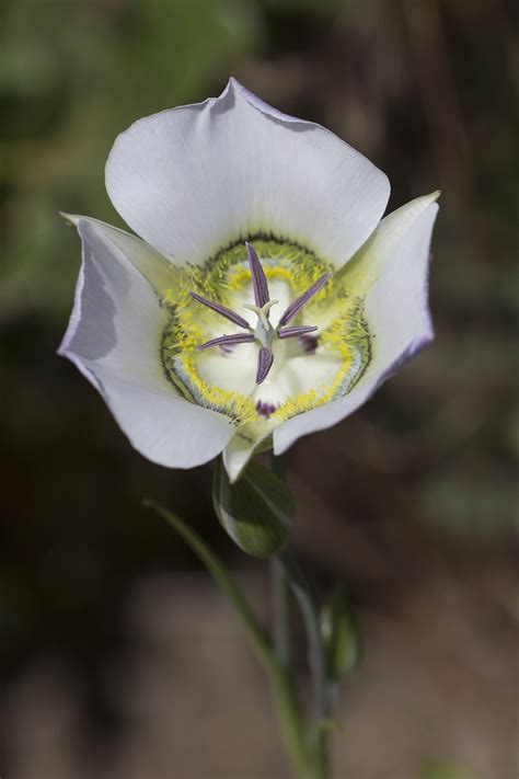 Southwest Colorado wildflowers, June 2014. Colorado Wildflowers, Southwest Colorado, Durango ...