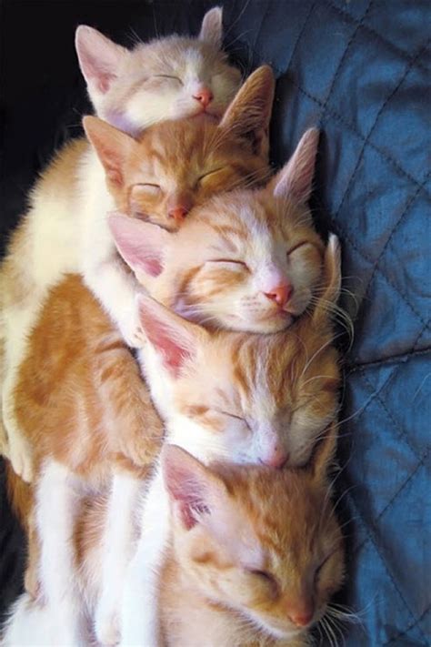 25 Incredibly Cute Pictures of Cuddling Cats - We Love Cats and Kittens