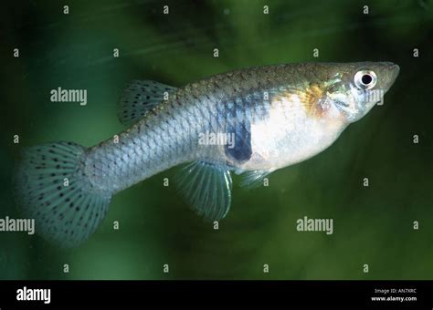 Mosquitofish gambusia affinis cf hi-res stock photography and images - Alamy