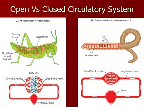 PPT - Open Vs Closed Circulatory System PowerPoint Presentation, free download - ID:9517177