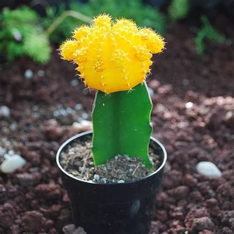 Puspita_nursery Moon Cactus Grafted Neon Cacti Hibotan Indoor Plant With Live Yellow Flower ...