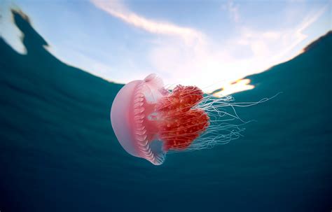 Download Animal Jellyfish HD Wallpaper