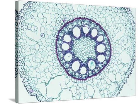 Cross Section Of Monocot Root