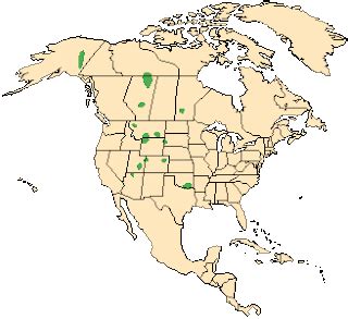 The American Bison: Where does The American Bison live?