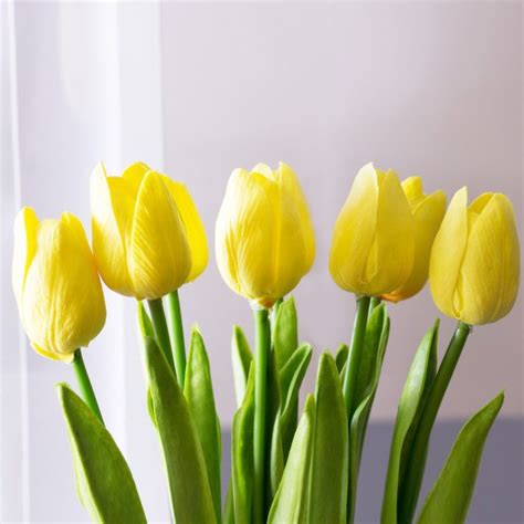 Yellow Tulip Flower, Awesome Nature Yellow Tulip Flower, #33431