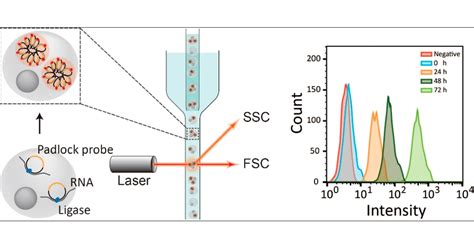 Flow Cytometry Diagram