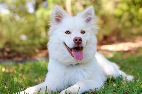 White Fluffy Puppy Breeds