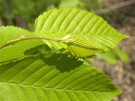 How to Grow and Care for American Hornbeam | Backyard trees, Outdoor gardens, Plant leaves