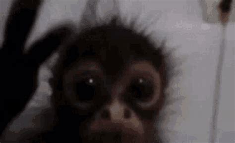 Monke Monkey GIF - Monke Monkey Funny - Descubrir y compartir GIFs