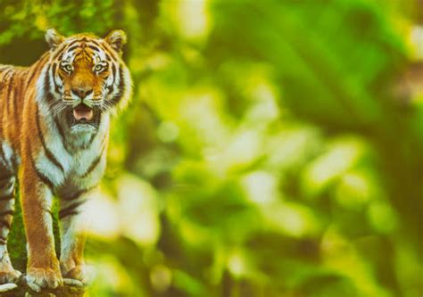 Tiger In Jungle Stock Photos, Pictures & Royalty-Free Images - iStock