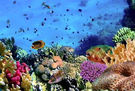 Are Coral Reefs Ecosystem Engineers? - Conserve Energy Future