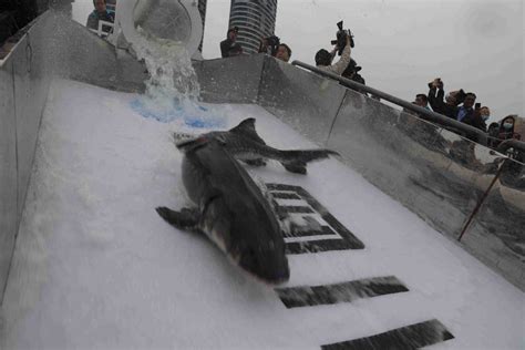 10,000 captive-bred rare Chinese sturgeons released - Chinadaily.com.cn