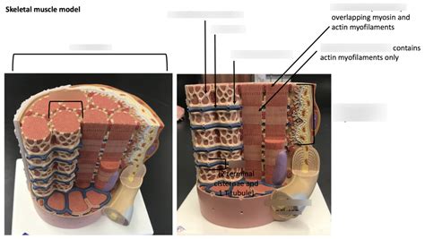 Skeletal Muscle Model Project