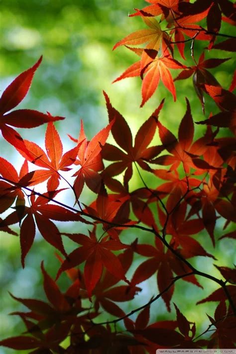 Red Maple Tree HD Desktop Wallpapers : High Definition : Fullscreen ...