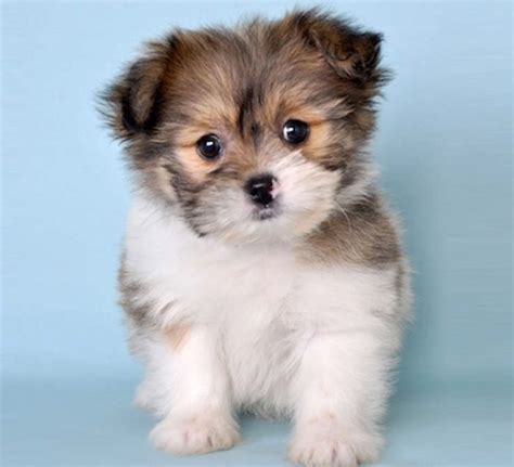 Shih Pom Puppies For Sale - Simply Southern Pups