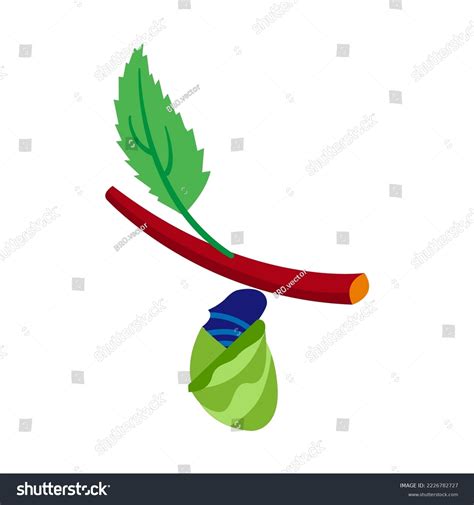 Beginning Appearance Butterfly Cocoon Life Cycle Stock Vector (Royalty ...