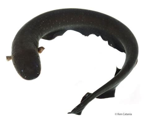 How Electric Eels Stun Their Prey