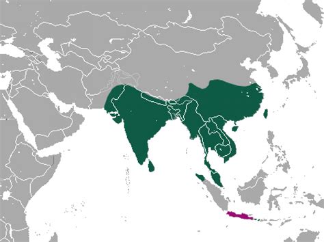 Small Indian civet (Viverricula indica)