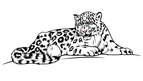 Snow Leopard. Vector clipart isolated on white. 23826485 Vector Art at ...