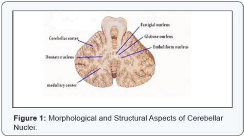 Cerebellar Nuclei and Connections in Man-Juniper Publishers