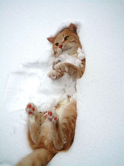 20 Cats Learning to Love the Snow | Cute cats, Pretty cats, Christmas cats