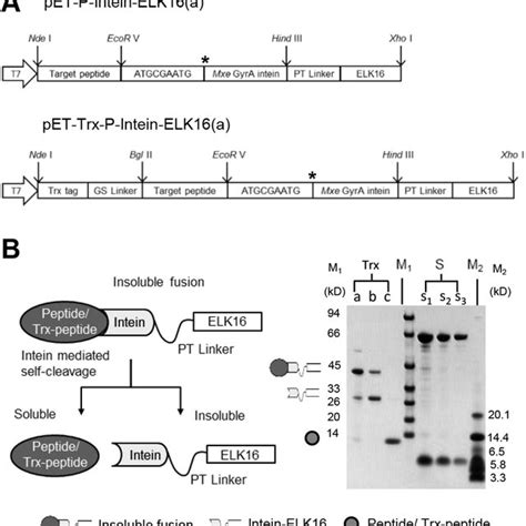 Construction of expression vectors for fusion proteins. (A) Expression ...