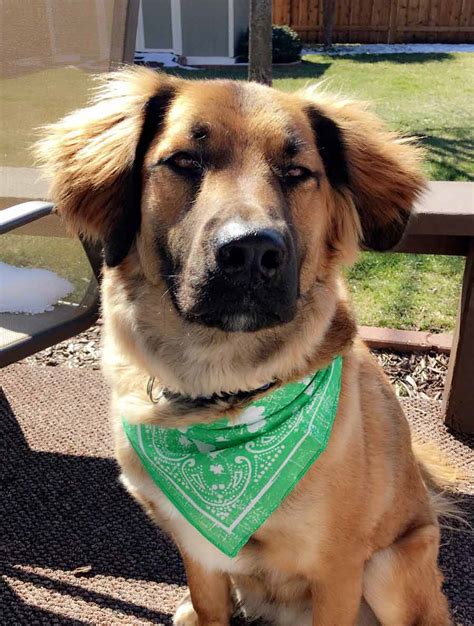 Finley the German Shepherd, Golden Retriever Mix - DogPerDay