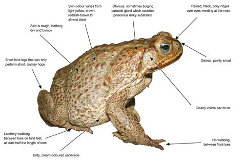 Cane Toad Diagram