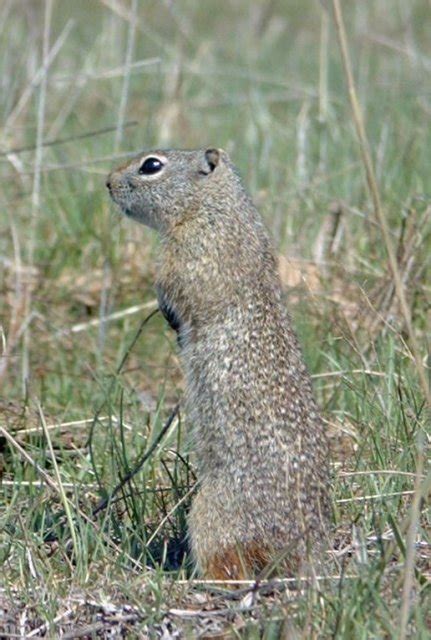 Northern Idaho Ground Squirrel (Urocitellus brunneus) | Idaho Fish and Game