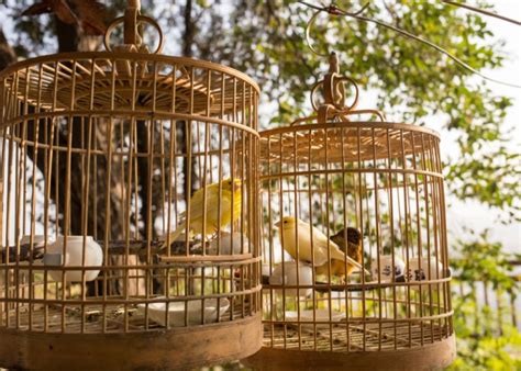 Types of Bird Cages & How to Pick the Best One - The Happy Chicken Coop