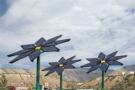 Solar panel flowers - Stock Image - C024/0894 - Science Photo Library