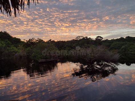 Sunrise of the Amazon Rainforest Stock Photo - Image of live, observation: 252664202