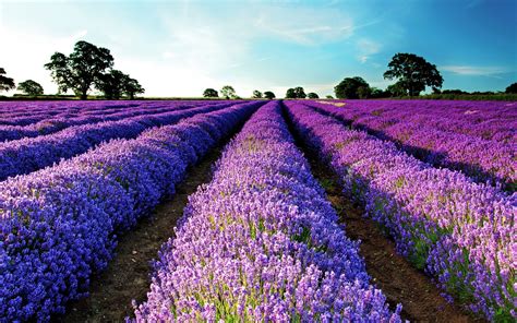 lavender, Field, Purple flowers, Flowers, Landscape, Garden, Purple HD ...